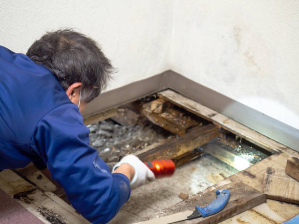 Certified Mold Removal in Roseland, LA