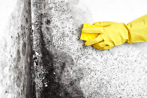 Best Mold Remediation Experts  in Rosend, LA