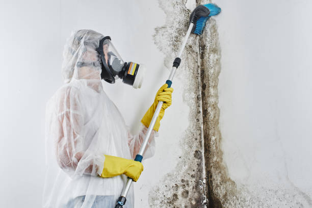 Best Mold Cleaning Services  in Rosend, LA
