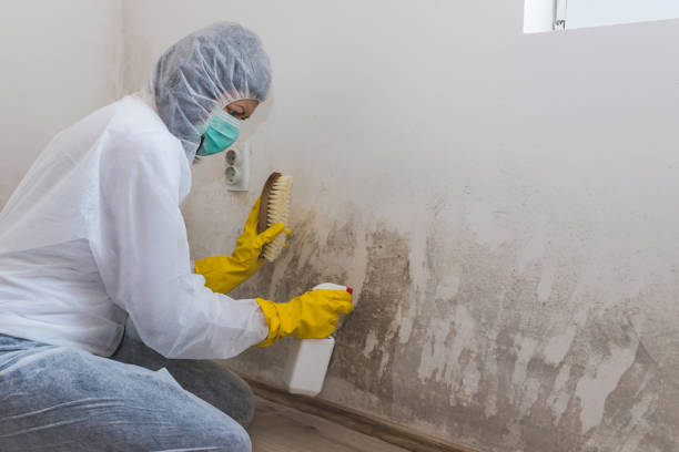 Best Fast Mold Removal  in Rosend, LA