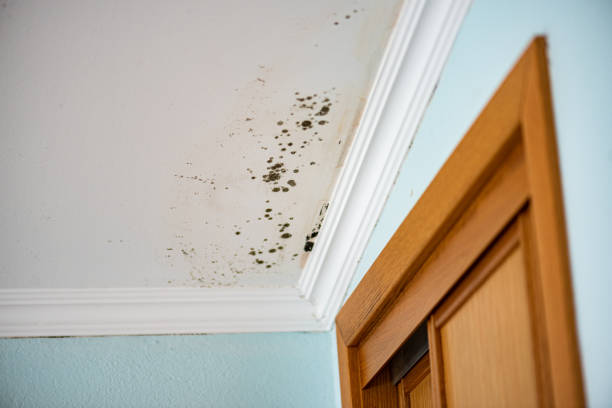 Mold Testing and Removal in Roseland, LA