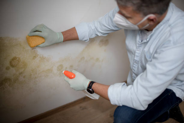 Best Mold Testing  in Rosend, LA