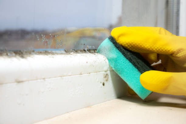 Best Mold Removal Process  in Rosend, LA