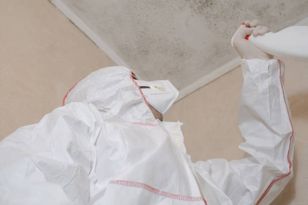 Best Same-Day Mold Removal  in Rosend, LA