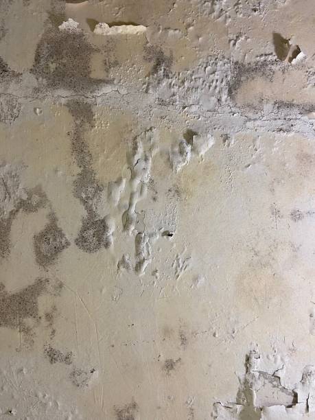 Best Home Mold Removal  in Rosend, LA