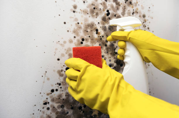 Best Best Mold Removal Companies  in Rosend, LA