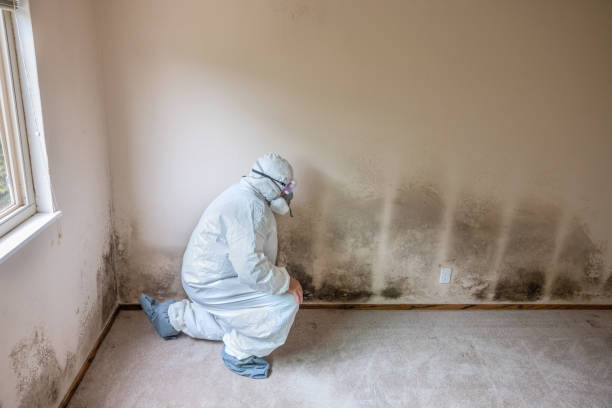 Best Certified Mold Removal  in Rosend, LA