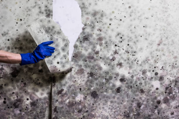 Best Mold Testing and Removal  in Rosend, LA